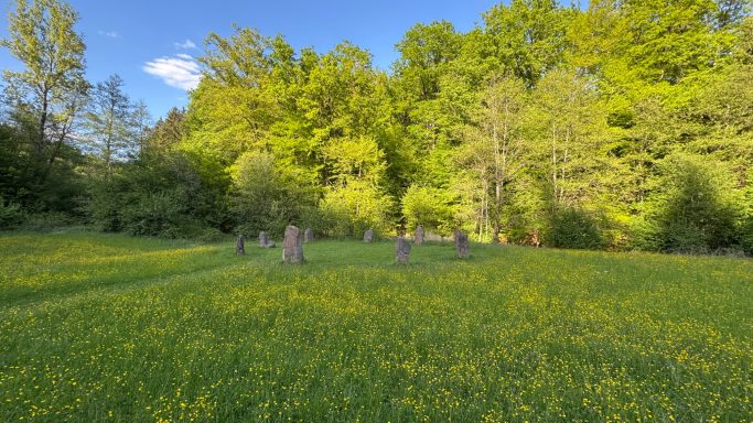 Ein mit gelben Blumen bewachsenes Feld, umgeben von Bäumen und einem Steinkreis ähnlich Stonehenge.