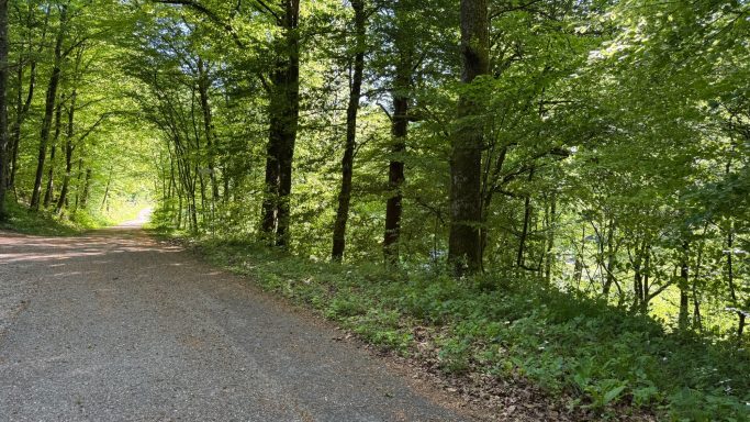 Ein schmaler Waldweg umgeben von dichtem, grünem Laub.